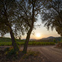 Bodega Abadal