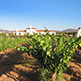 Adobe Guadalupe