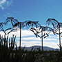 Adobe Guadalupe