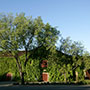 Beaulieu Vineyard