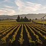 Beaulieu Vineyard