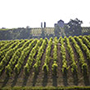Château Calon-Ségur