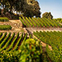 Château Bélair-Monange