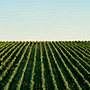Château Lafite Rothschild