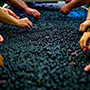 Chateau Montrose