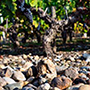 Chateau Montrose