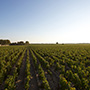 Château Mouton Rothschild