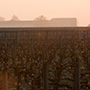 Château Mouton Rothschild