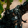 Chateau Trotanoy