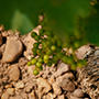 Chateau Trotanoy