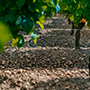Chateau Trotanoy