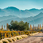 Cheval des Andes