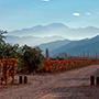 Cheval des Andes