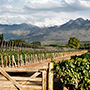 Cheval des Andes