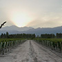 Cheval des Andes