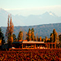 Cheval des Andes