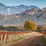 Cheval des Andes