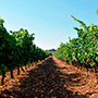 Dehesa la Granja