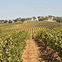 Dehesa la Granja