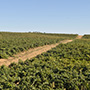 Dehesa la Granja