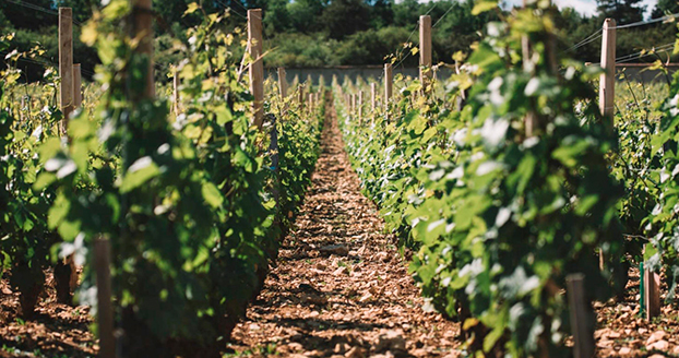 Domaine Leroy