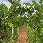 Domaine Leroy