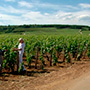 Domaine Leroy