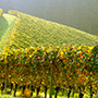 Domaine Leroy