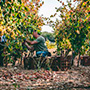 Domaine Leroy