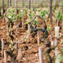 Domaine Leroy