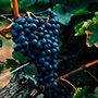 Domaine Leroy