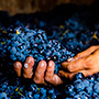 Domaine Leroy