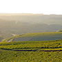 La Chablisienne