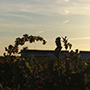 Tinto Pesquera