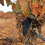 Tinto Pesquera