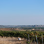 Tinto Pesquera