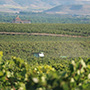 Tinto Pesquera