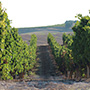 Tinto Pesquera
