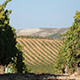 Tinto Pesquera
