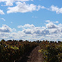 Tinto Pesquera
