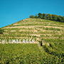Domaine Shlumberger