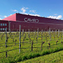 Tavernello