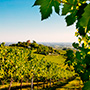 Tavernello